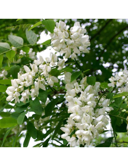 Bessoniana Robinia pseudoacacia Robinia akacjowa