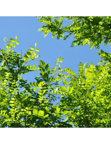 Robinia akacjowa Robinia pseudoacacia Bessoniana