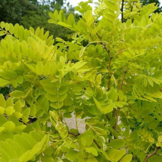 Robinia akacjowa Aurea Robinia pseudoacacia