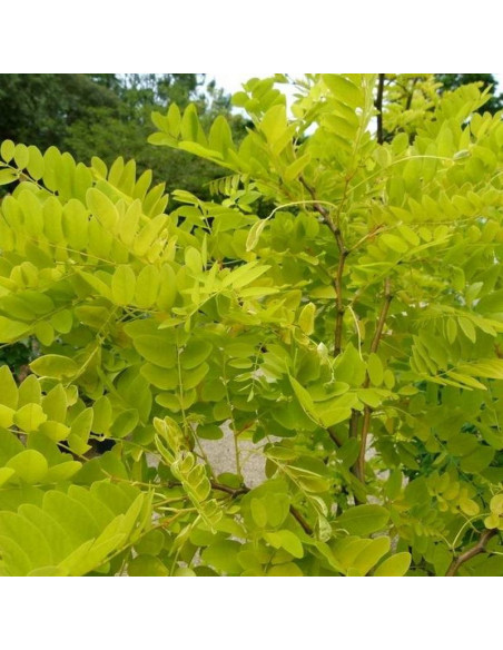 Robinia akacjowa Aurea Robinia pseudoacacia