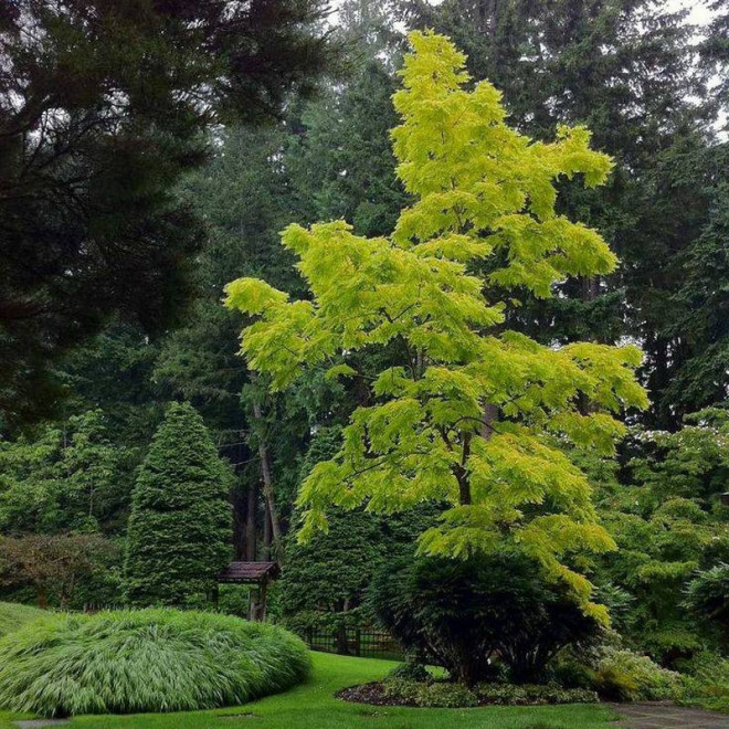 Aurea Robinia pseudoacacia Robinia akacjowa