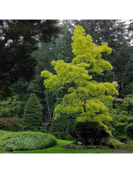 Aurea Robinia pseudoacacia Robinia akacjowa