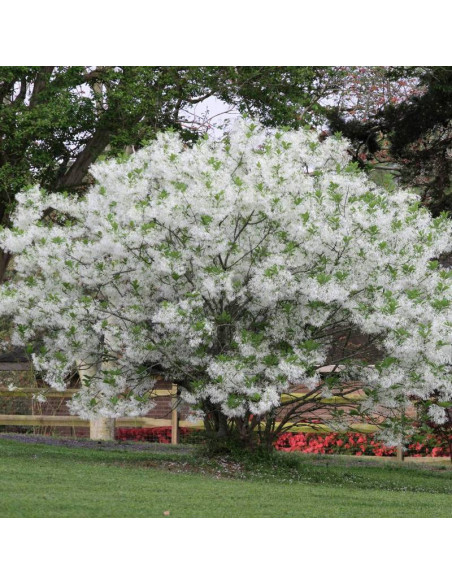 Robinia akacjowa Robinia pseudoacacia Aurea
