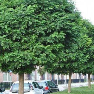 Robinia akacjowa Umbraculifera Robinia pseudoacacia