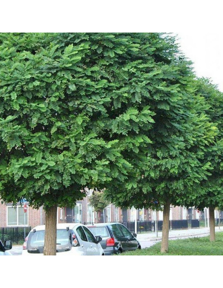 Robinia akacjowa Umbraculifera Robinia pseudoacacia