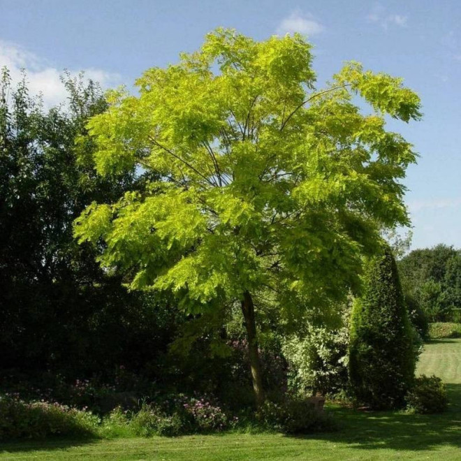 Umbraculifera Robinia pseudoacacia Robinia akacjowa