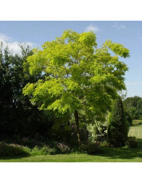 Umbraculifera Robinia pseudoacacia Robinia akacjowa