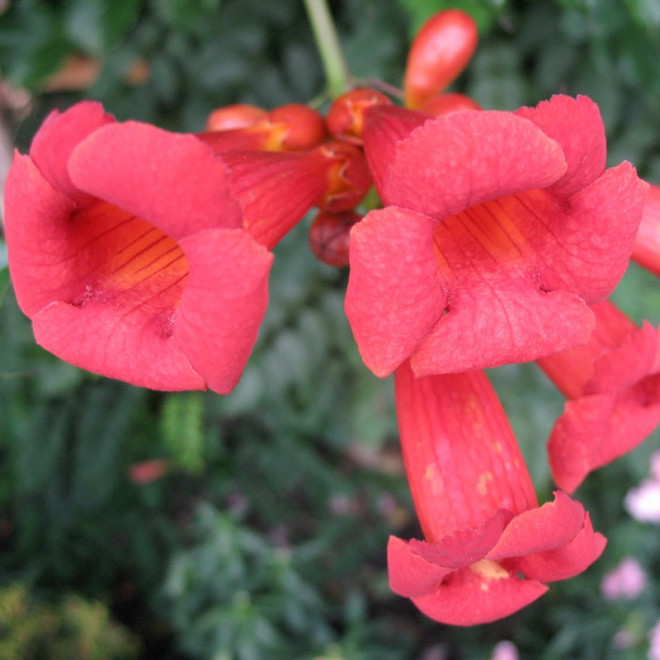 Milin amerykański Flamenco Campsis radicans