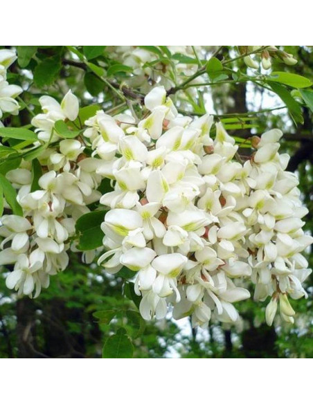 Robinia akacjowa Robinia pseudoacacia Umbraculifera