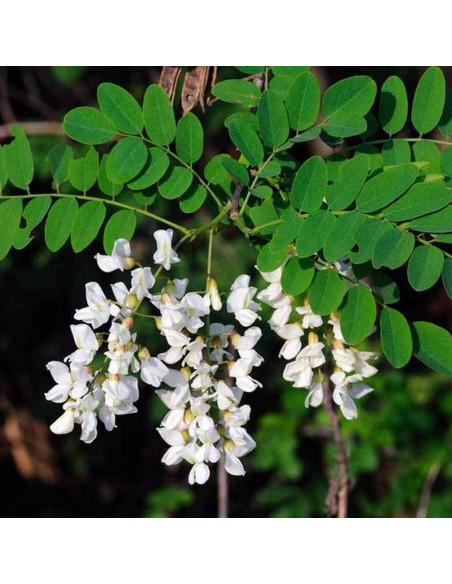 Robinia biała Robinia pseudoacacia
