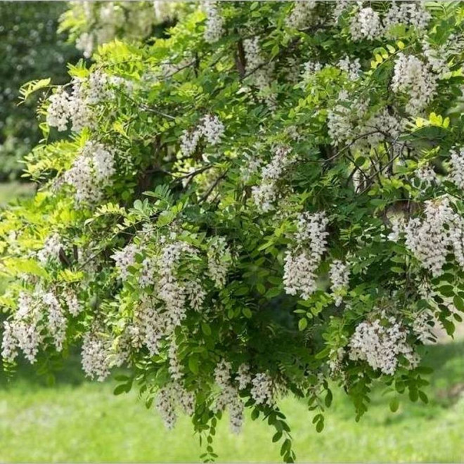 Robinia pseudoacacia Robinia biała