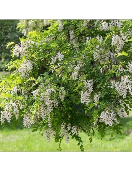 Robinia pseudoacacia Robinia biała