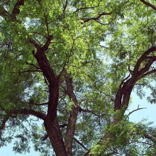 Biała robinia Robinia pseudoacacia
