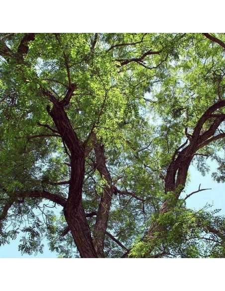 Biała robinia Robinia pseudoacacia