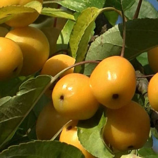 Jabłoń Golden Hornet Malus