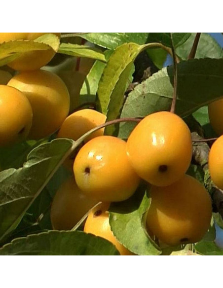 Jabłoń Golden Hornet Malus