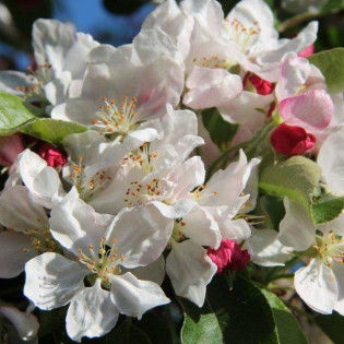 Jabłoń Golden Hornet Malus 2