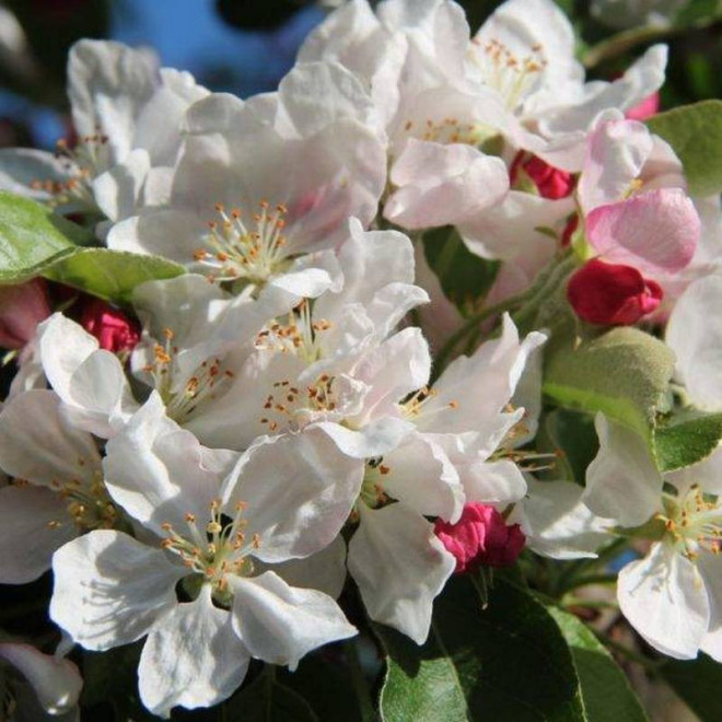 Hornet Malus Jabłoń Golden