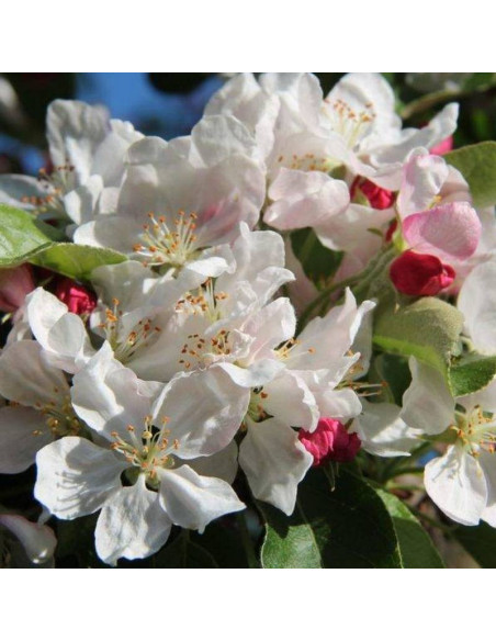 Hornet Malus Jabłoń Golden