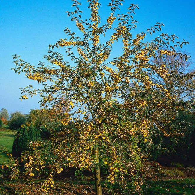 Jabłoń Malus Golden Hornet