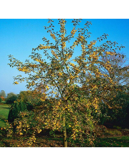 Jabłoń Malus Golden Hornet
