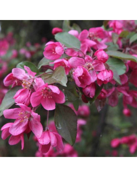 Malus Jabłoń Profusion