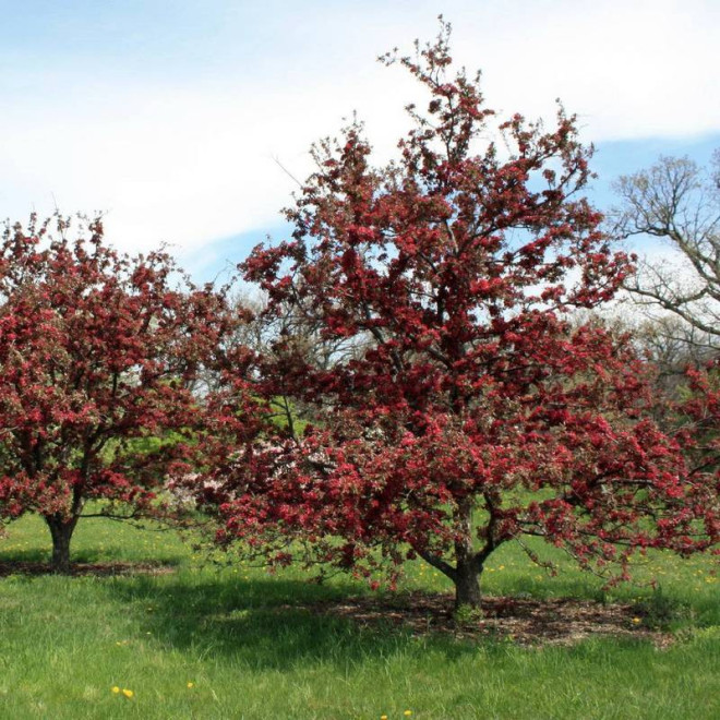 Jabłoń Profusion Malus