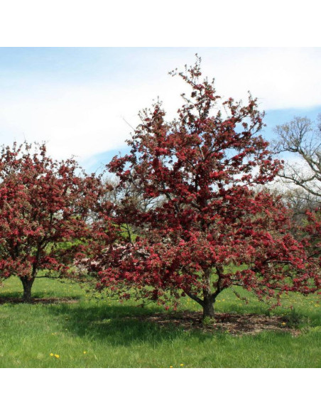 Jabłoń Profusion Malus
