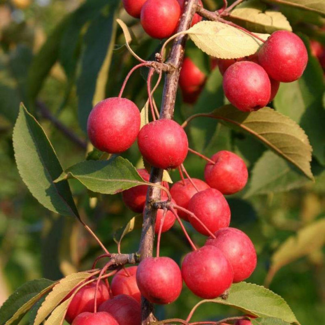 Jabłoń Malus Profusion