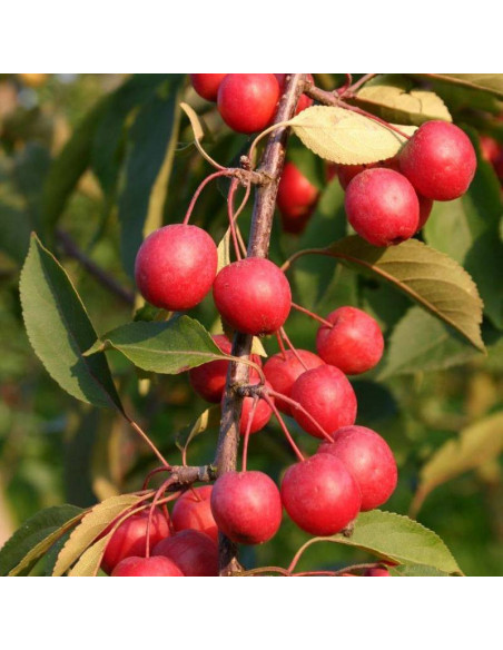 Jabłoń Malus Profusion