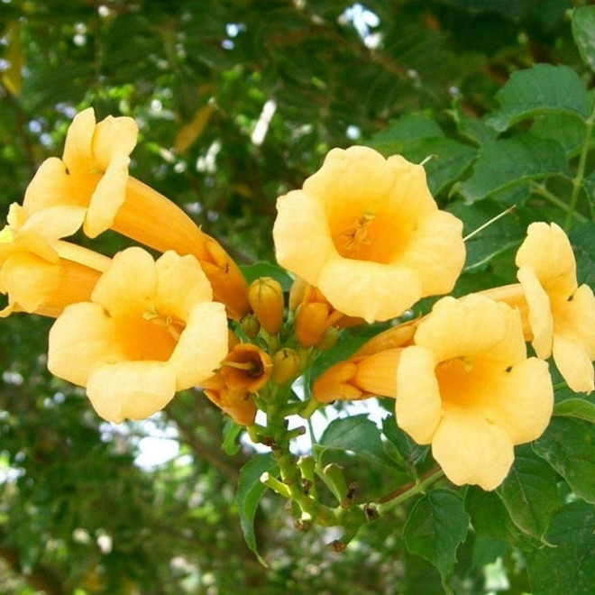 Milin amerykański Flava Campsis radicans