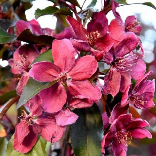 Jabłoń Royalty Malus