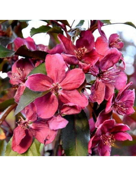 Jabłoń Royalty Malus