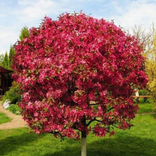 Jabłoń Royalty Malus 2