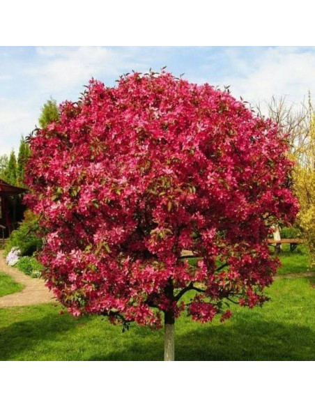 Royalty Malus Jabłoń