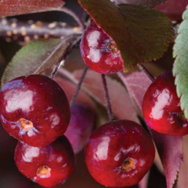 Jabłoń Malus Royalty