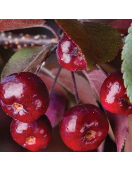 Jabłoń Malus Royalty