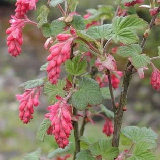 Porzeczka krwista Atrorubens Ribes sanguineum