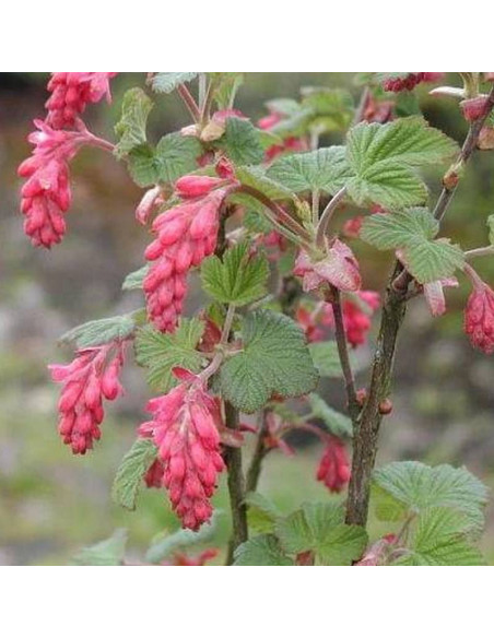 Porzeczka krwista Atrorubens Ribes sanguineum