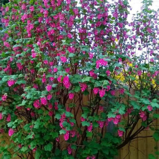 Porzeczka krwista Atrorubens Ribes sanguineum 2