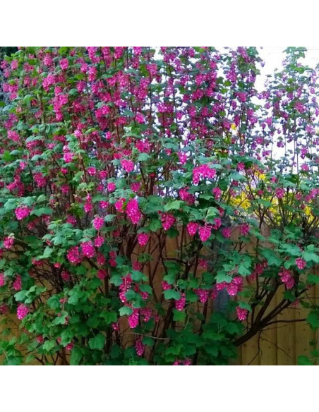 Atrorubens Ribes sanguineum Porzeczka krwista