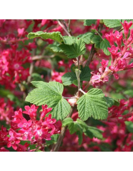 Porzeczka krwista Ribes sanguineum Atrorubens