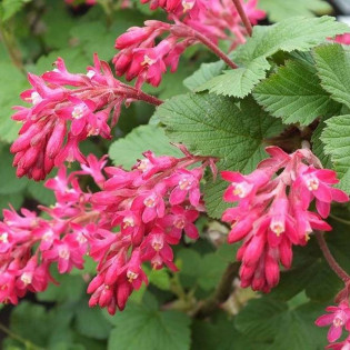 Ribes sanguineum Porzeczka krwista