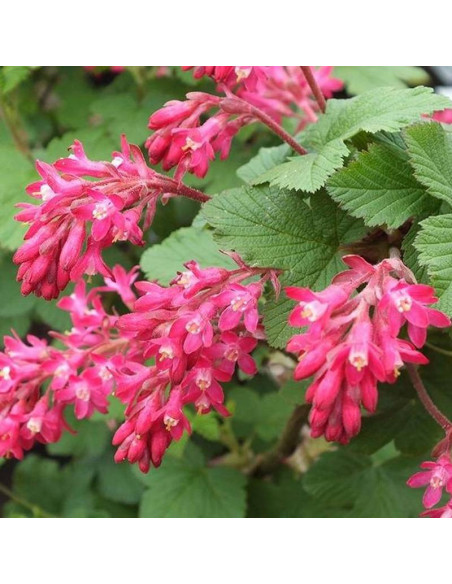 Ribes sanguineum Porzeczka krwista