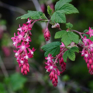 Ribes sanguineum Porzeczka krwista 2
