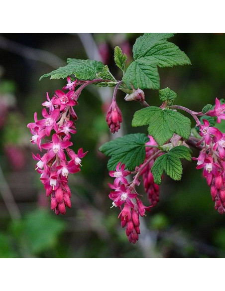 Porzeczka krwista Ribes sanguineum