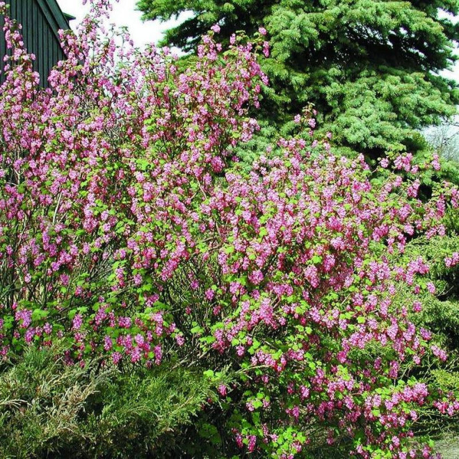 Krwista porzeczka Ribes sanguineum