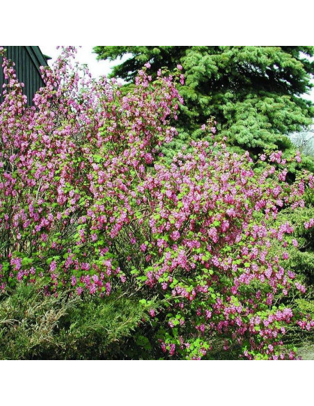 Krwista porzeczka Ribes sanguineum