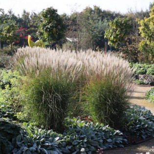 Meidl Miscanthus ×giganteus Miskant olbrzymi
