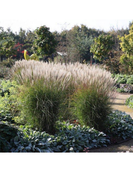Meidl Miscanthus ×giganteus Miskant olbrzymi